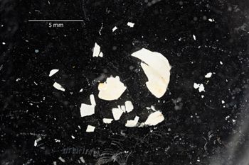 Media type: image;   Malacology 170760 Description: Digital documentation photo of preserved specimen.;